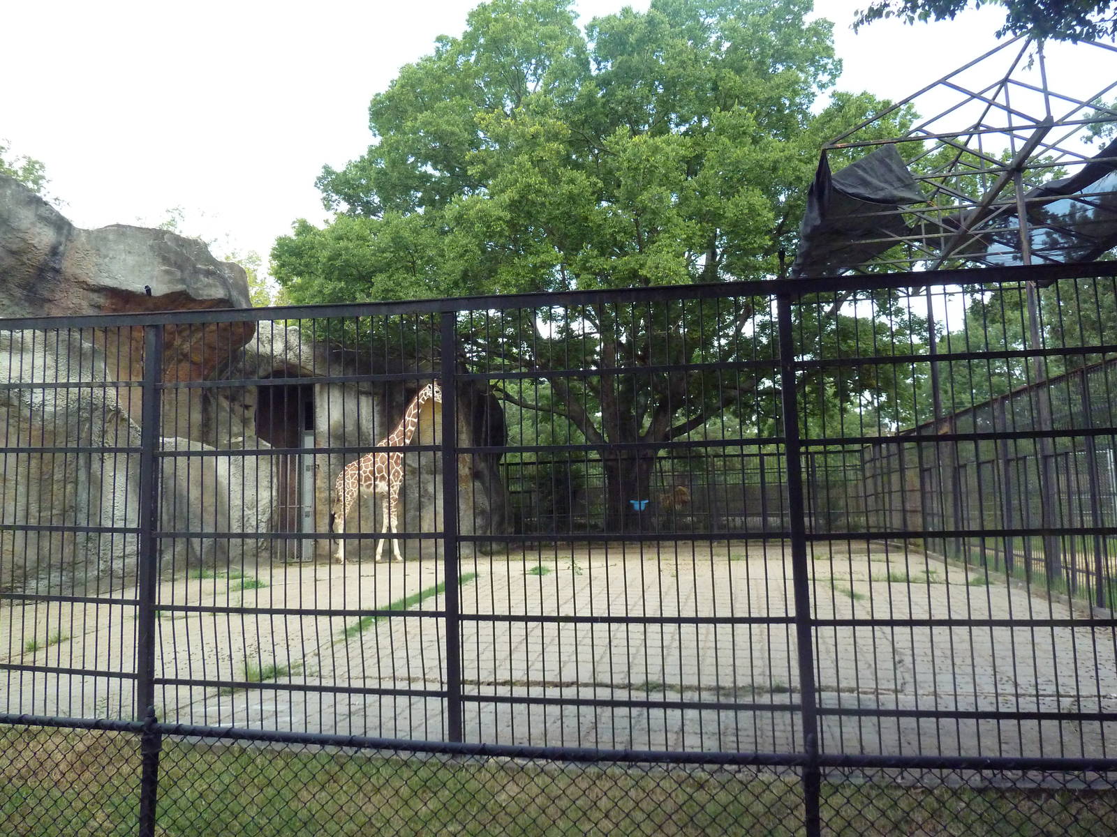 Reticulated Giraffe Exhibit