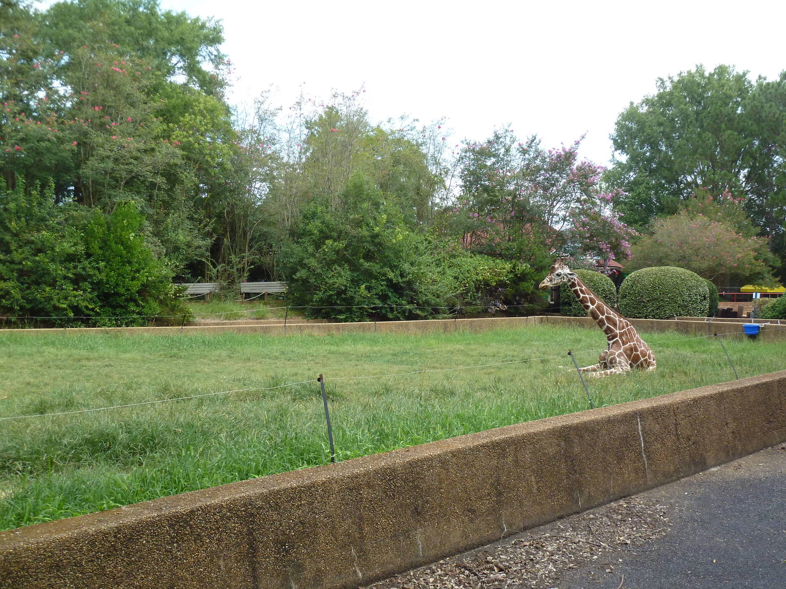 Reticulated Giraffe Exhibit