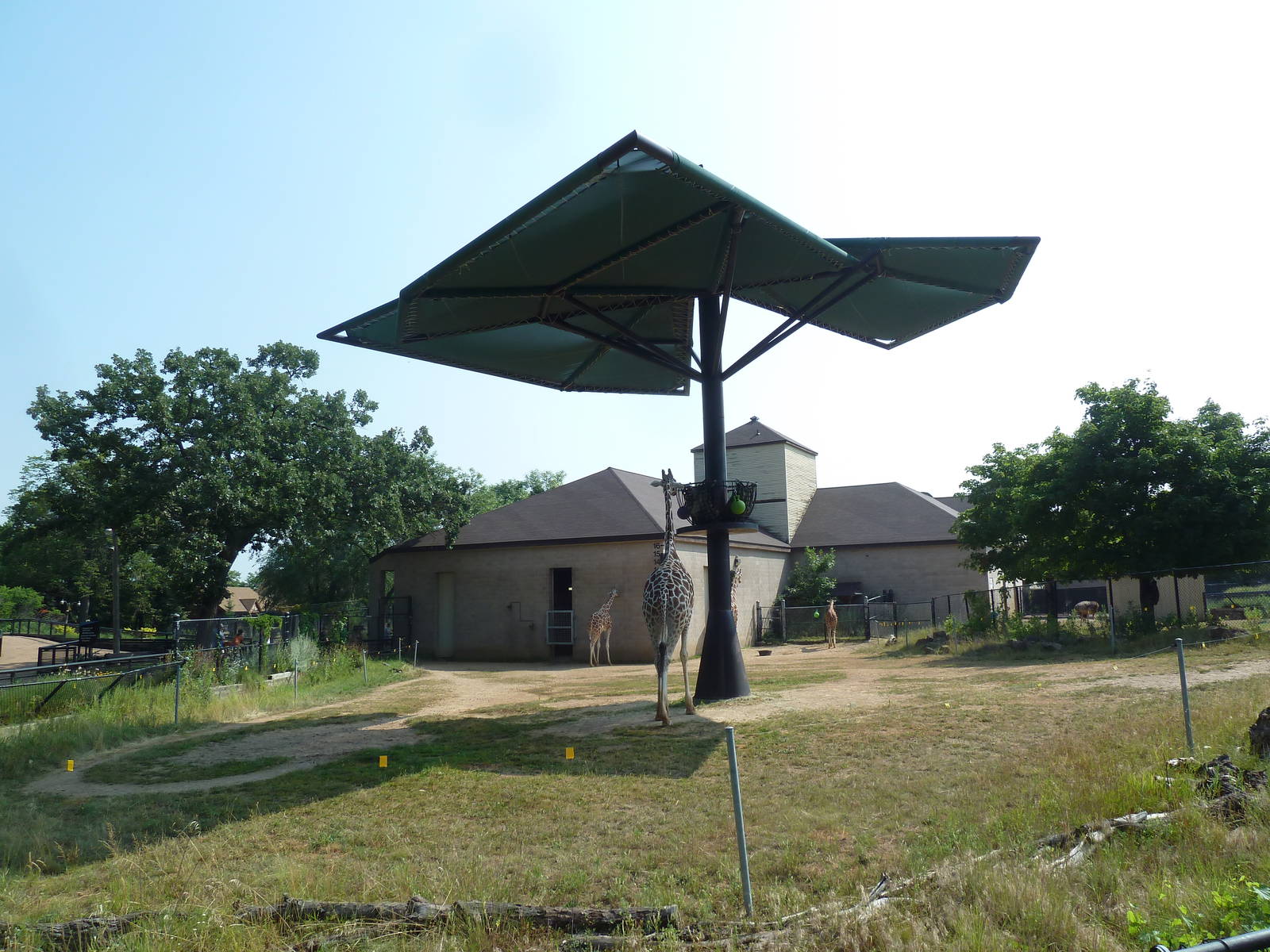Reticulated Giraffe Exhibit