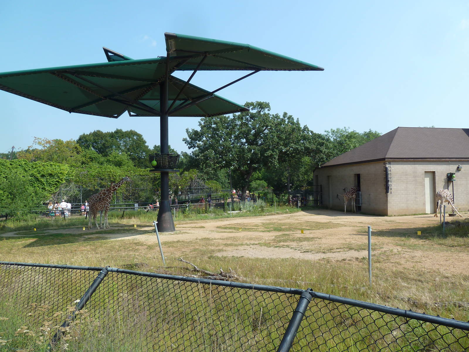 Reticulated Giraffe Exhibit