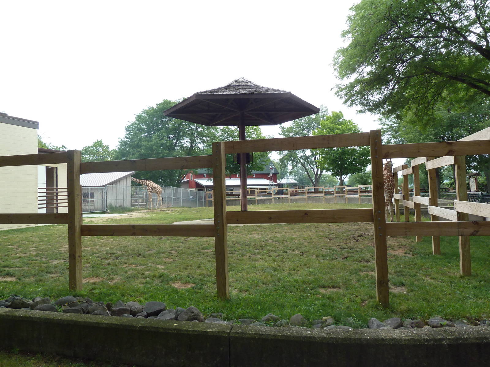 Reticulated Giraffe Exhibit