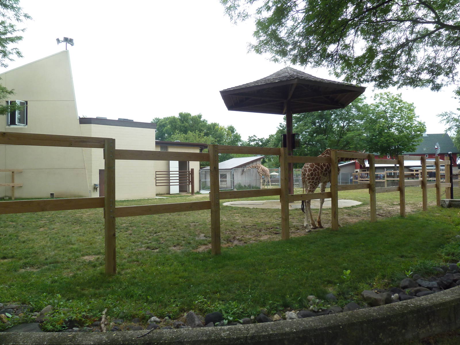 Reticulated Giraffe Exhibit