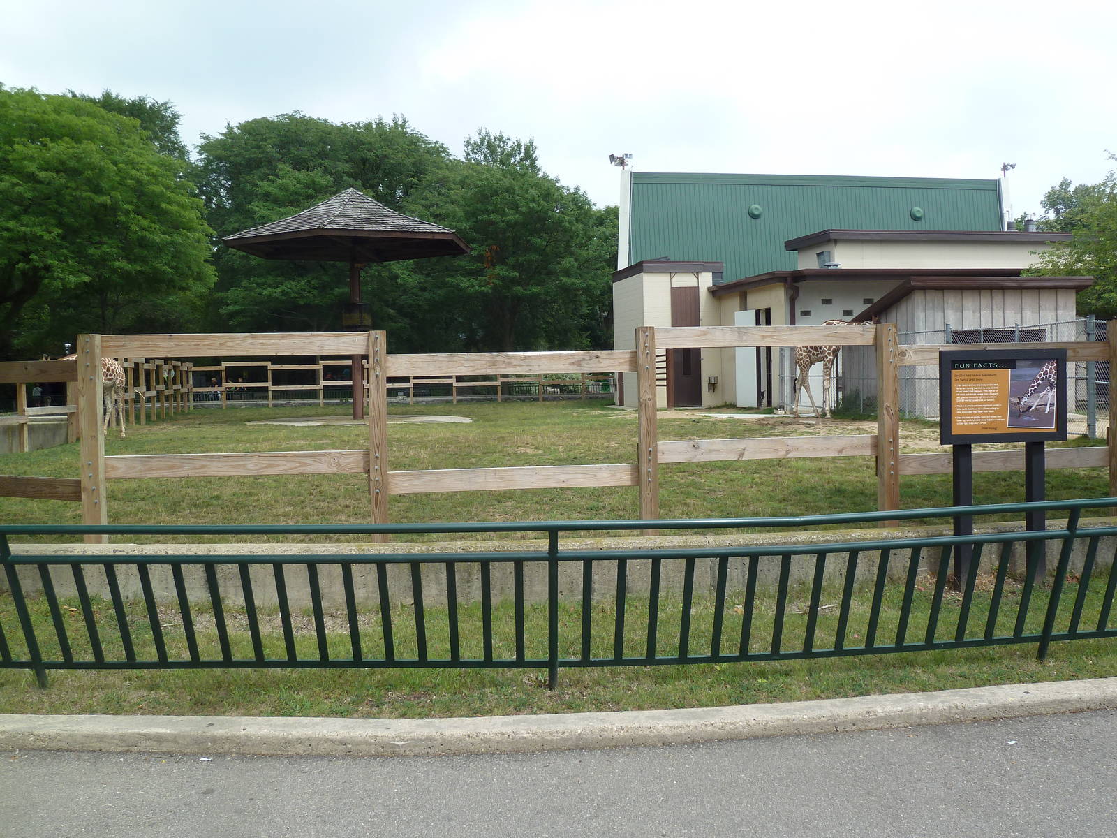 Reticulated Giraffe Exhibit