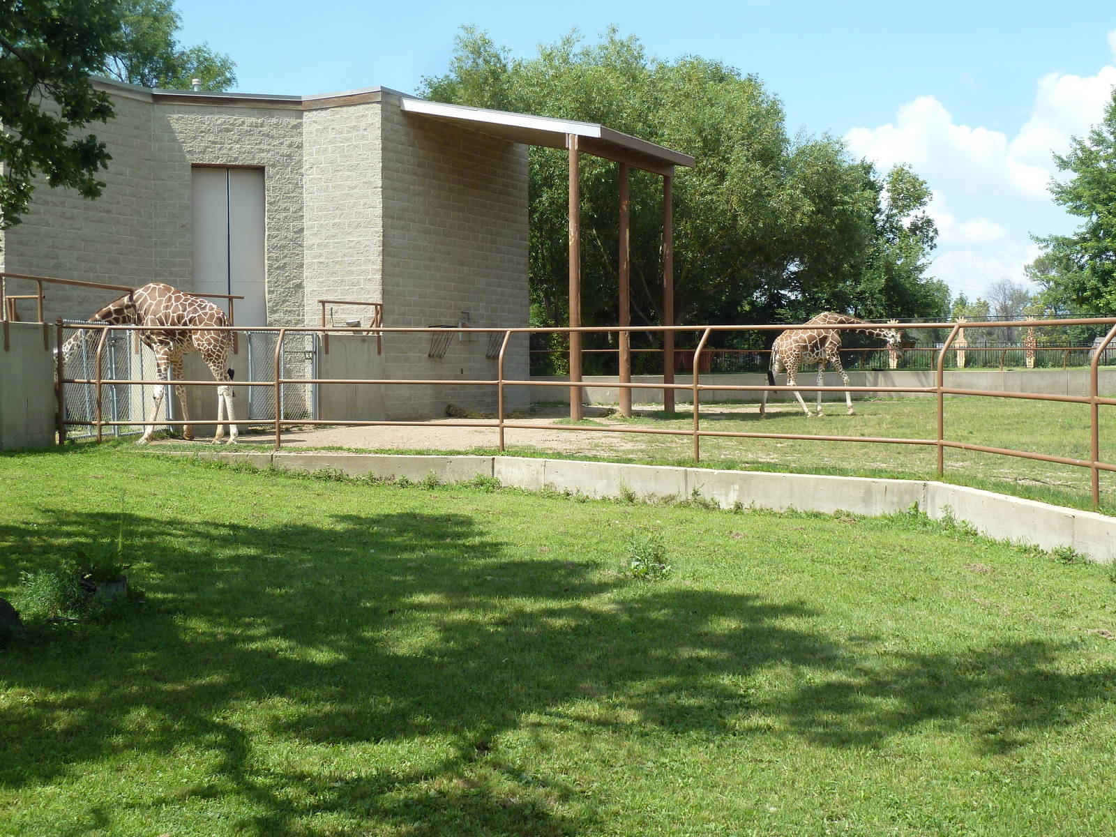 Reticulated Giraffe Exhibit