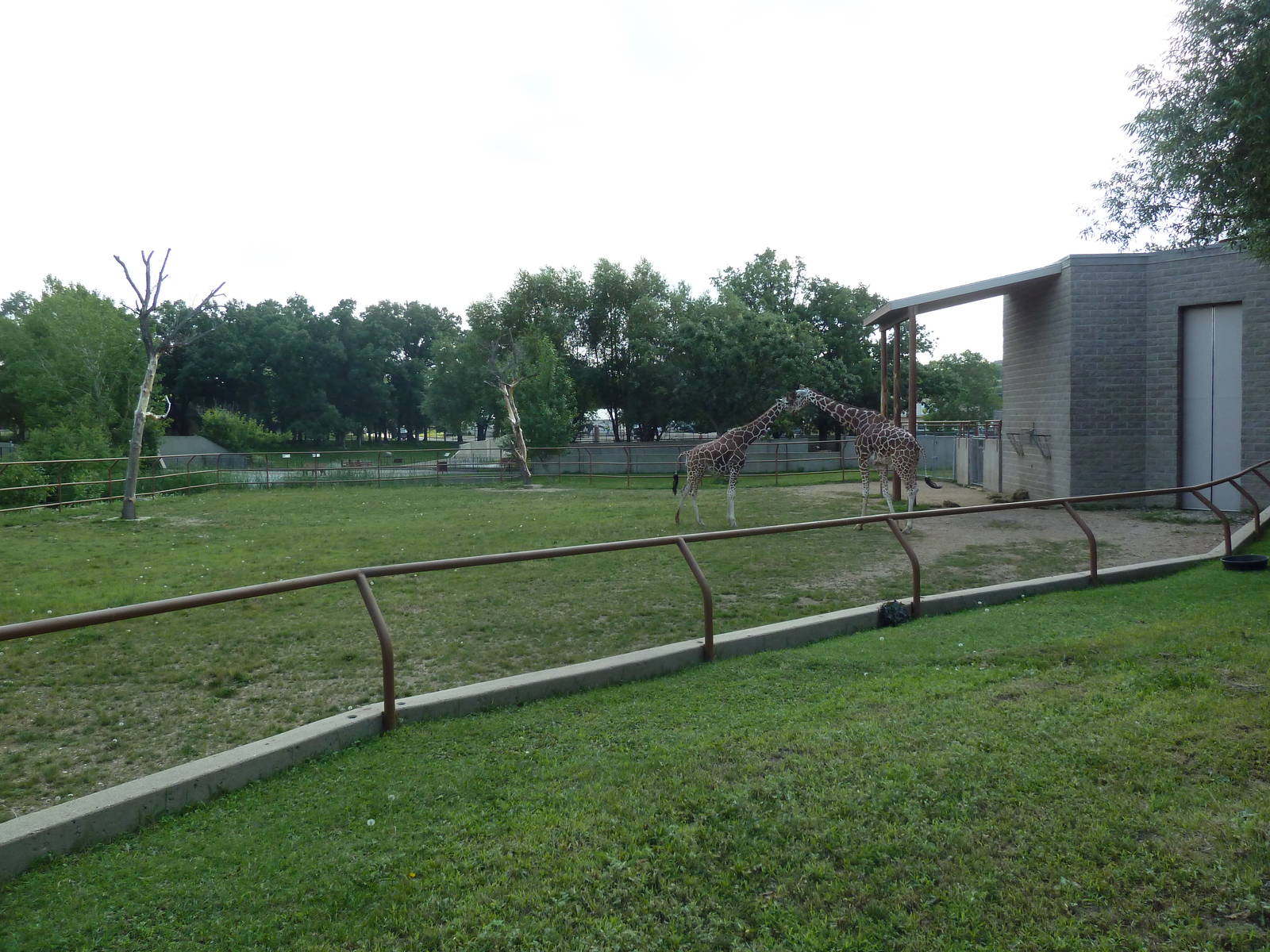 Reticulated Giraffe Exhibit