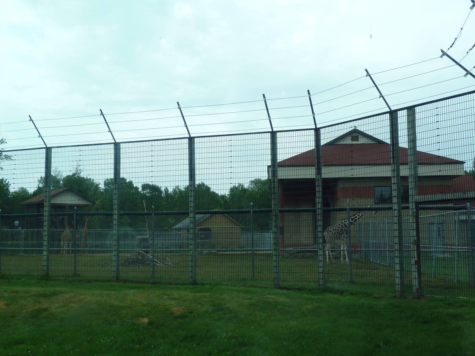 Reticulated Giraffe Exhibit