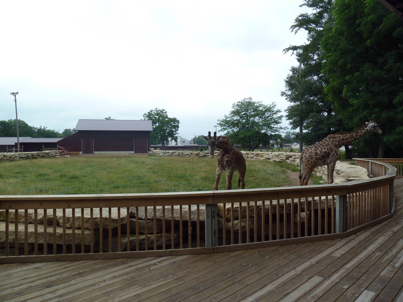 Reticulated Giraffe Exhibit