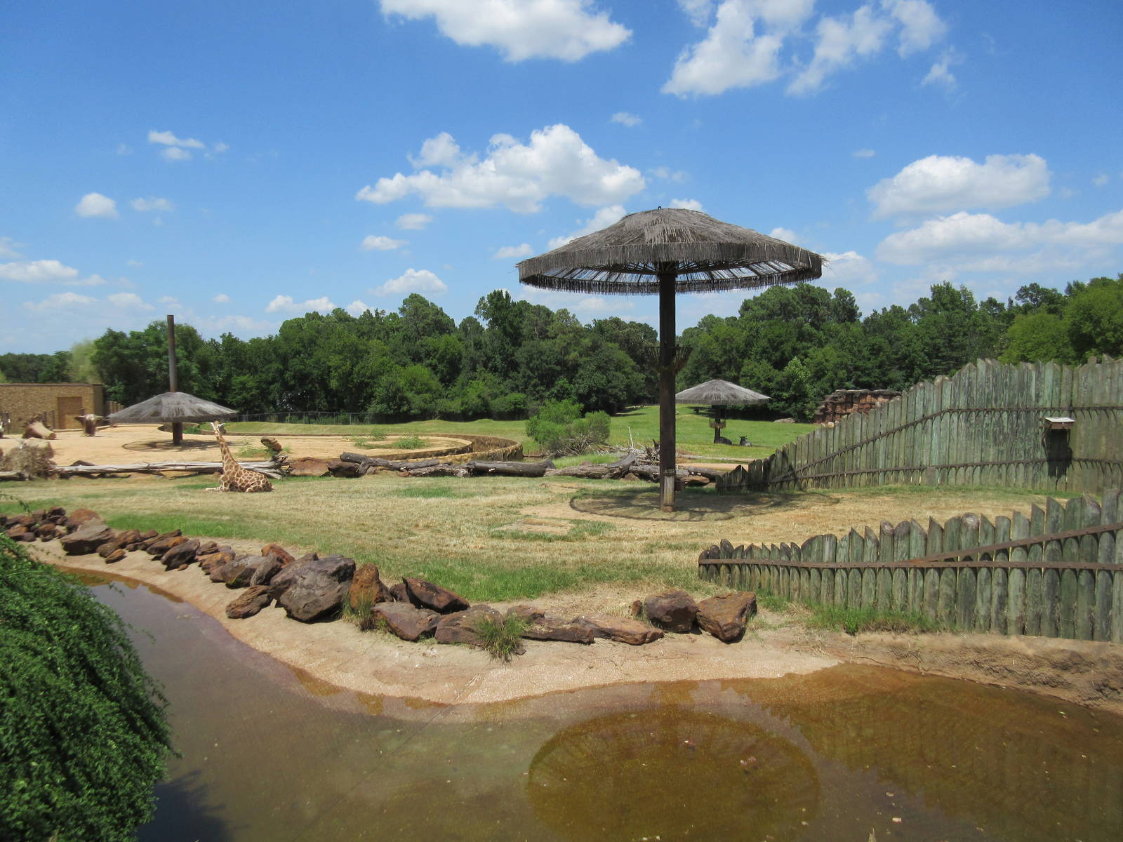 Reticulated Giraffe Exhibit
