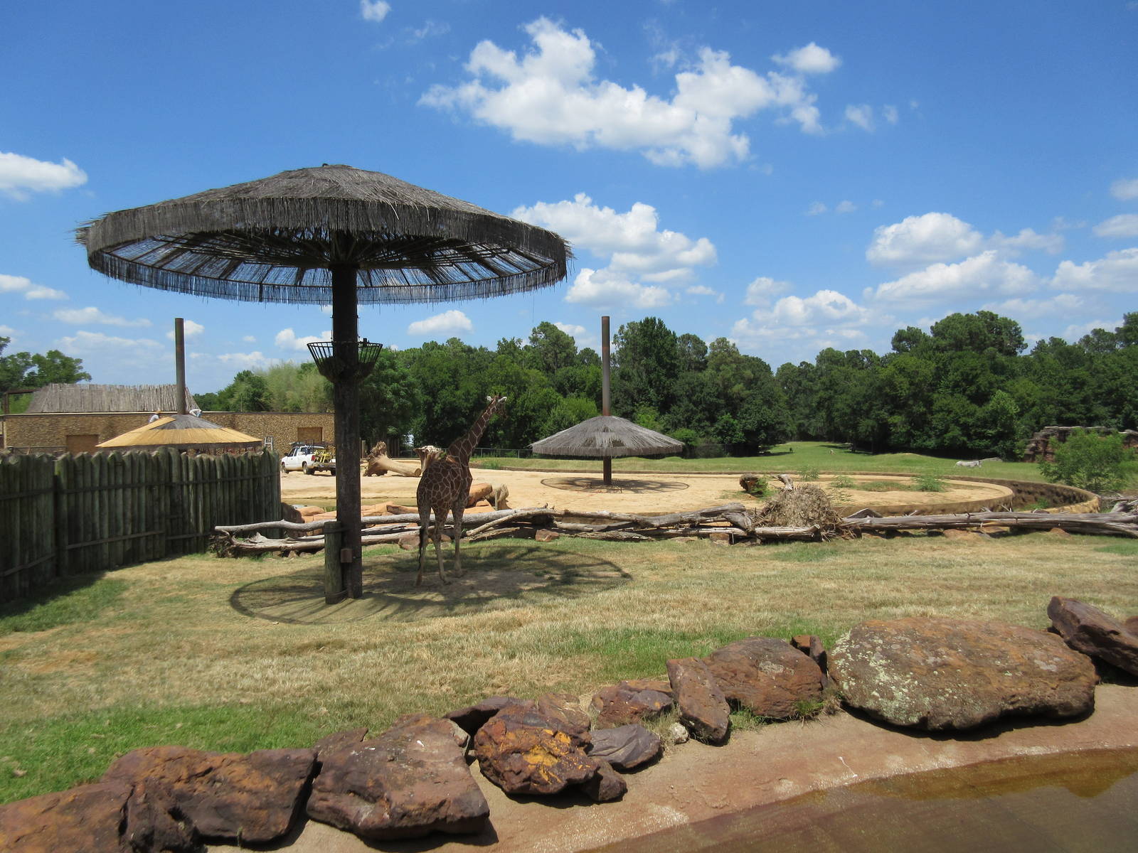 Reticulated Giraffe Exhibit