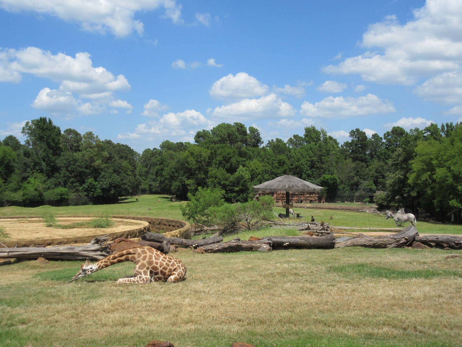 Reticulated Giraffe Exhibit