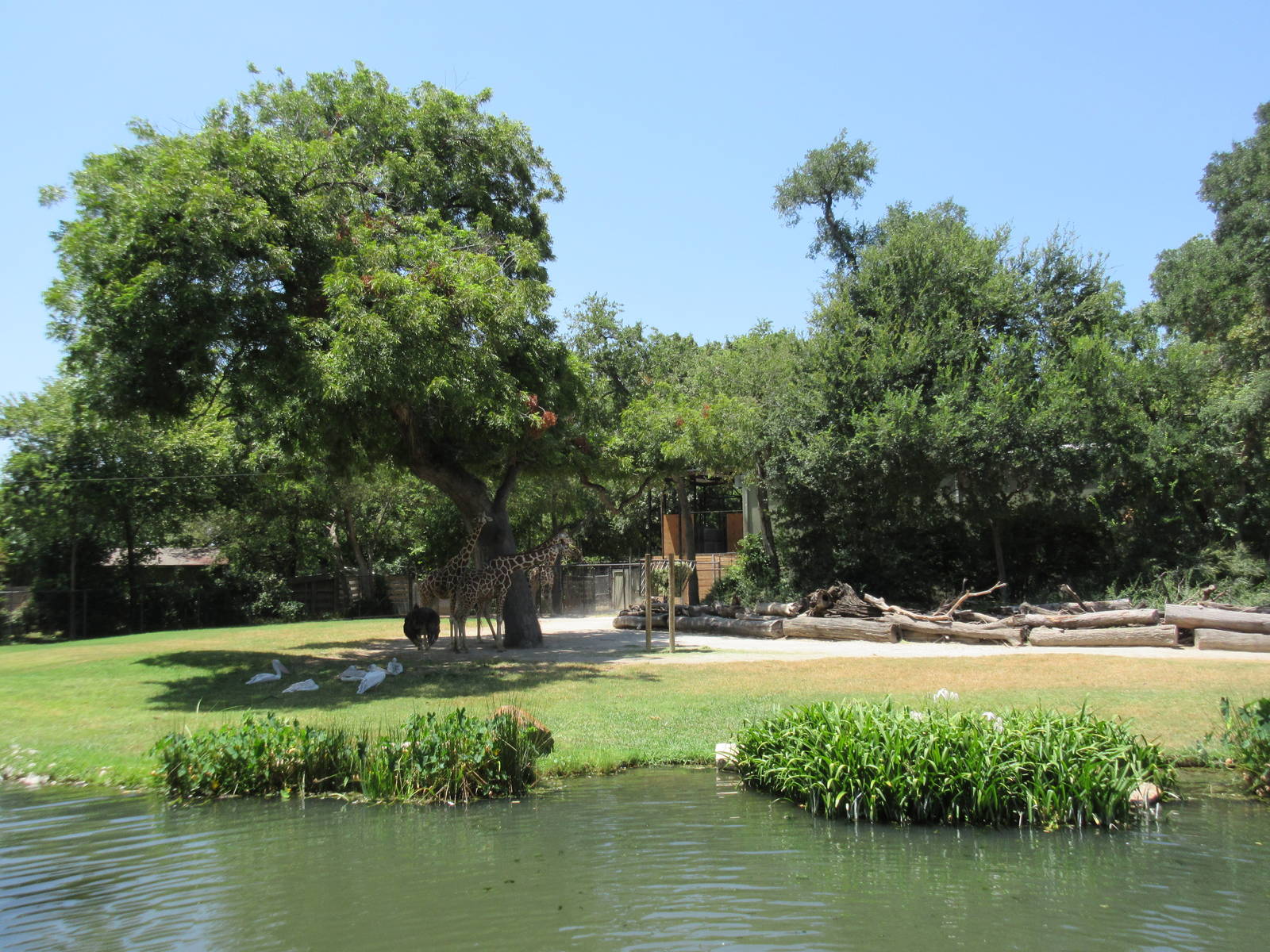 Reticulated Giraffe Exhibit