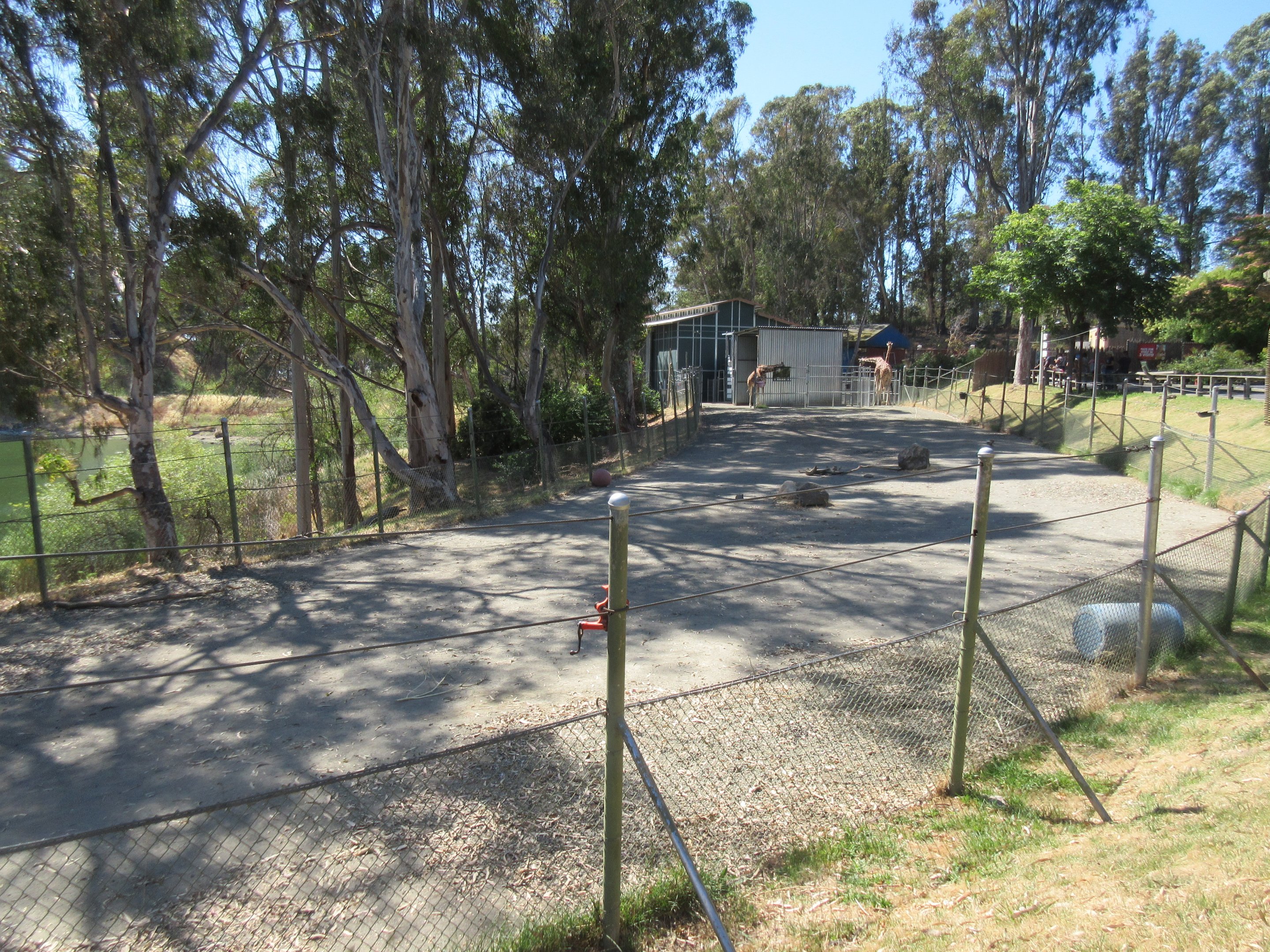 Reticulated Giraffe Exhibit