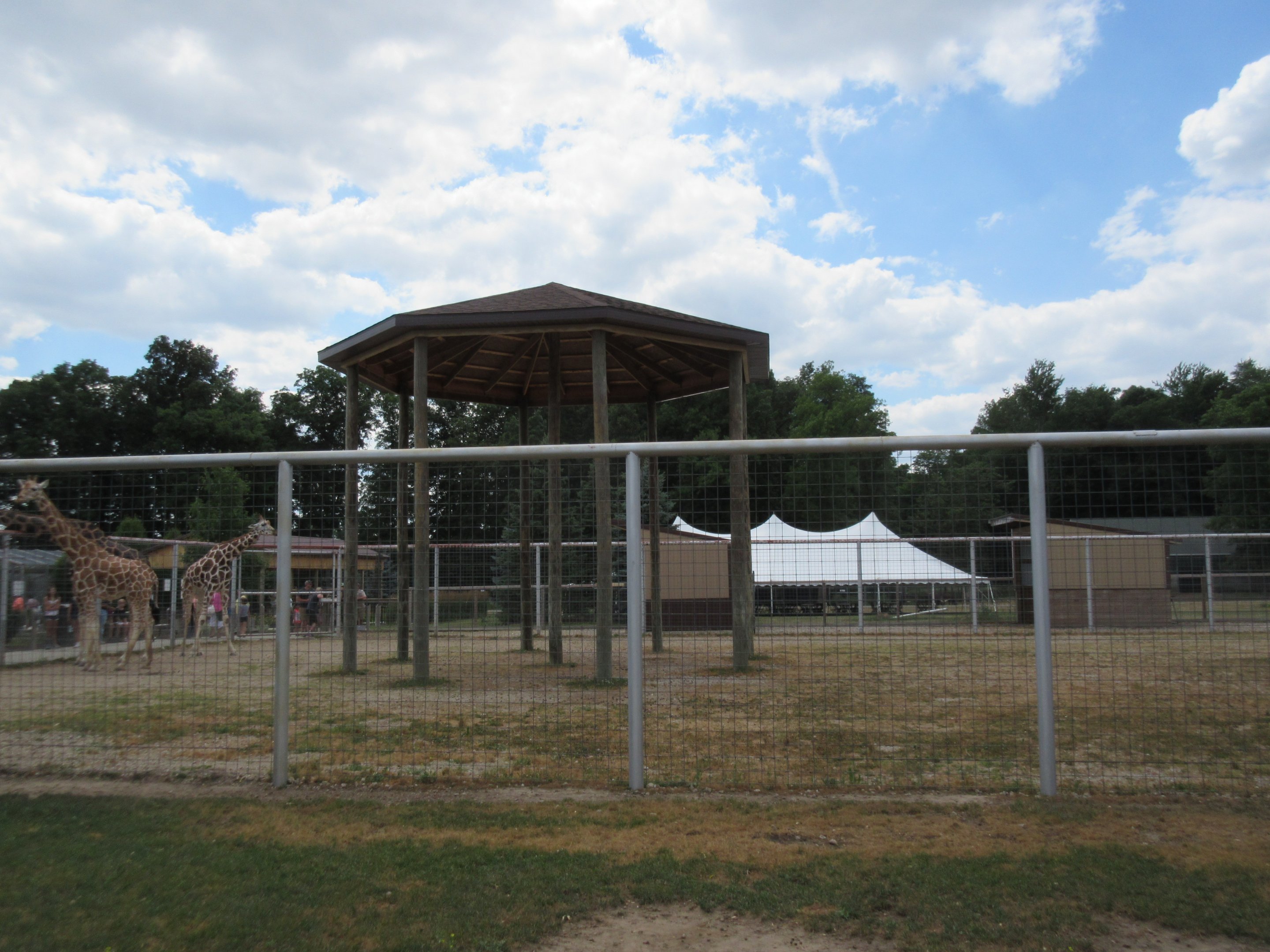 Reticulated Giraffe Exhibit