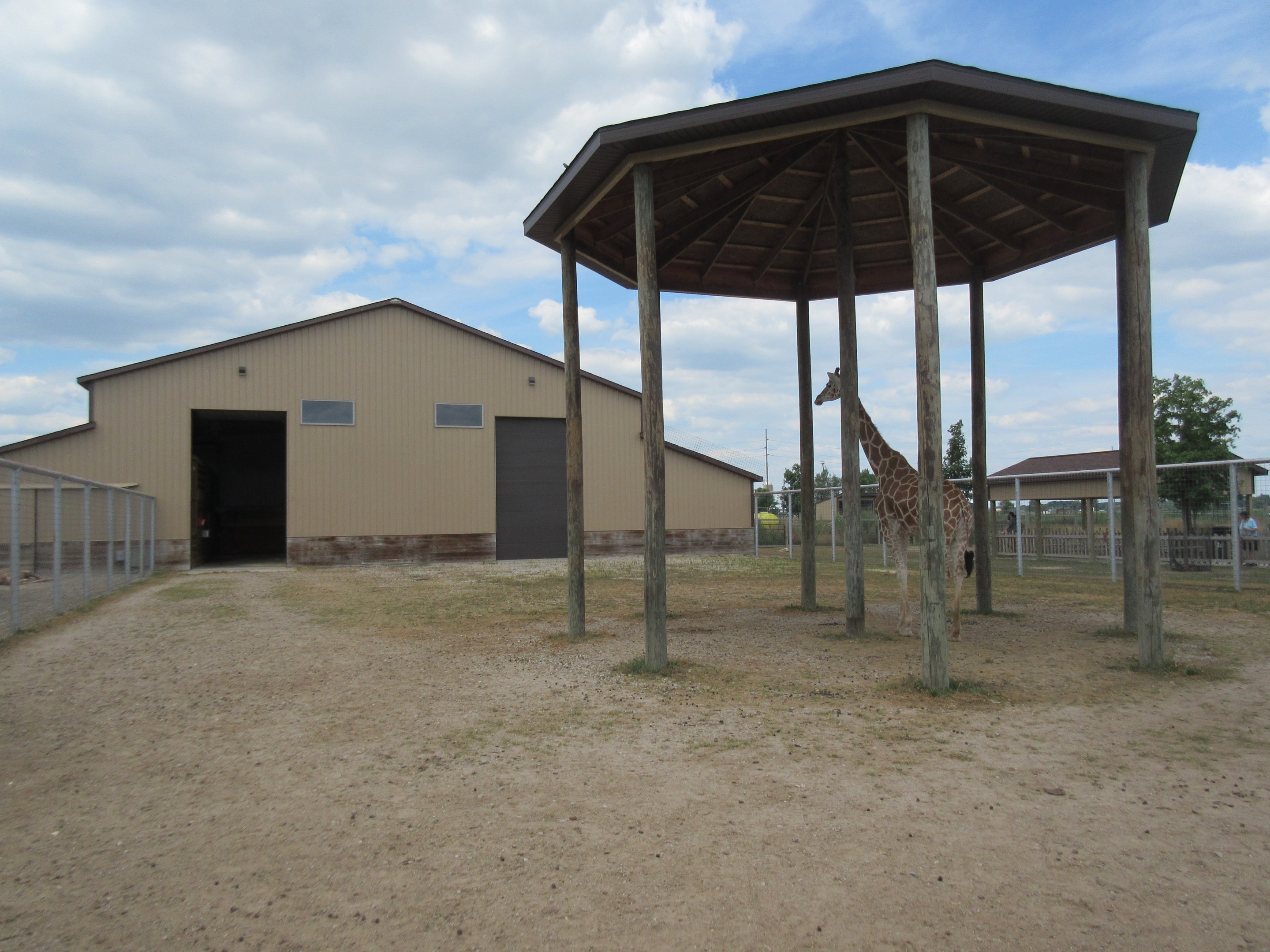 Reticulated Giraffe Exhibit