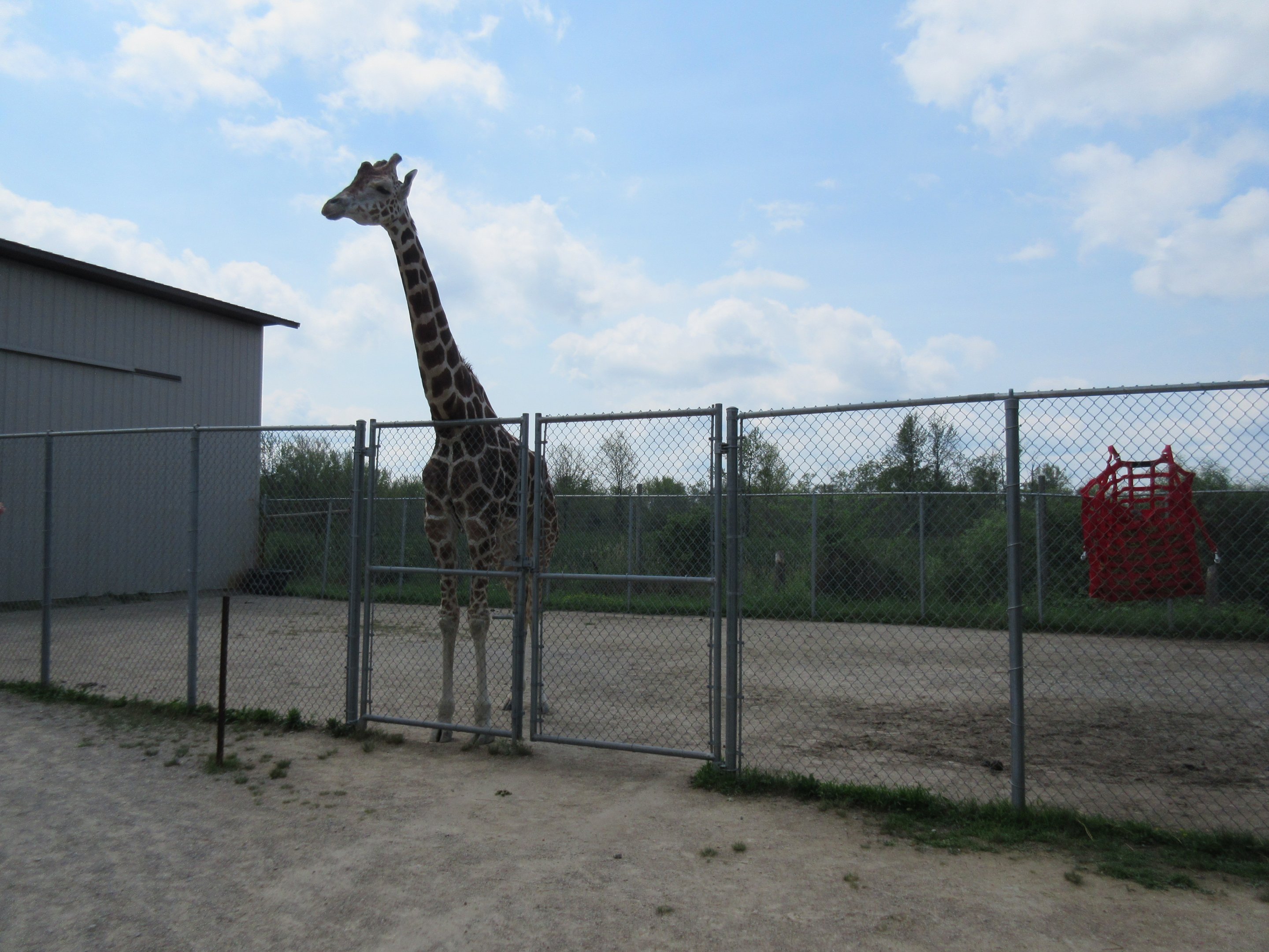 Reticulated Giraffe Exhibit
