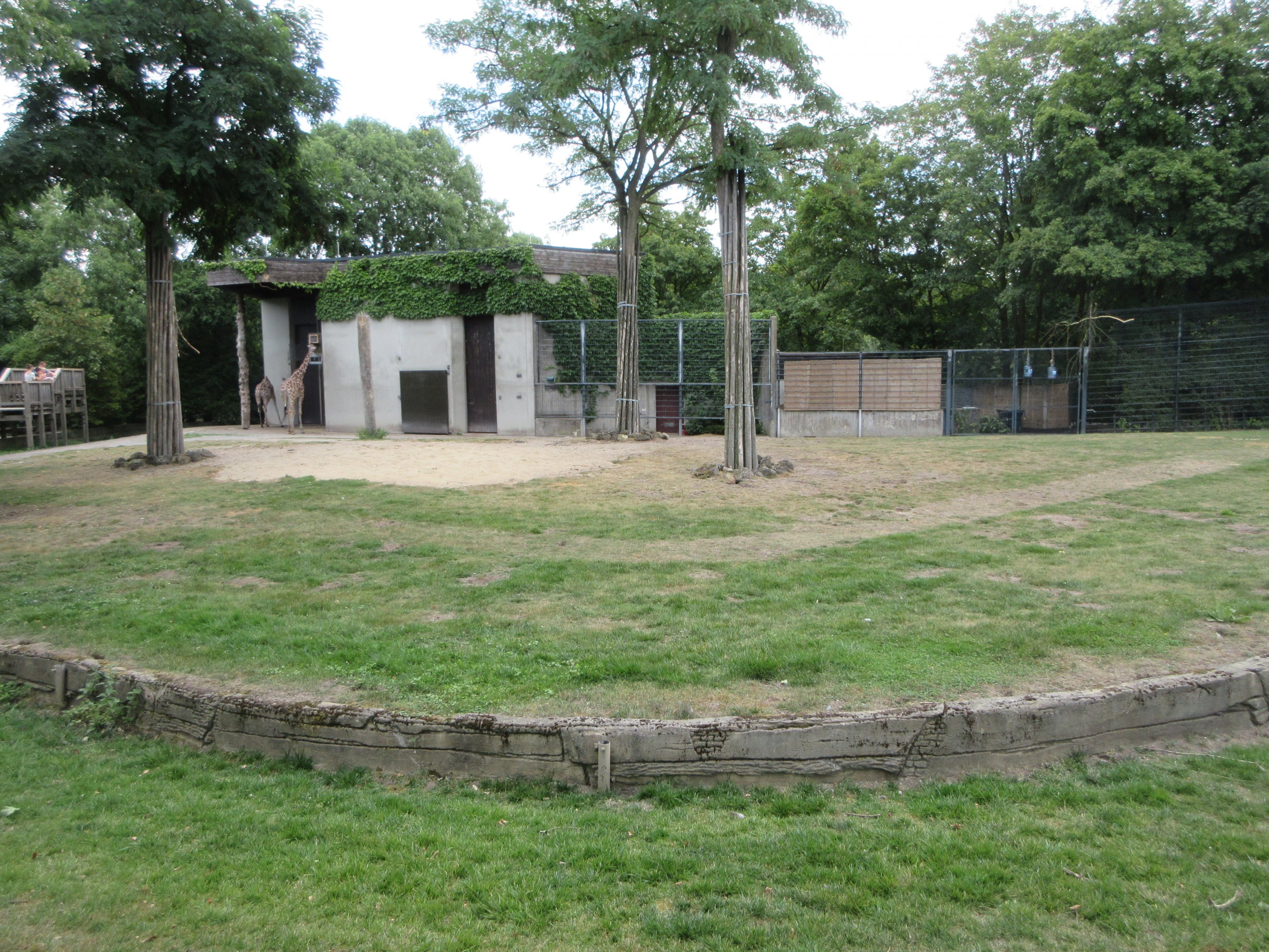 Reticulated Giraffe Exhibit