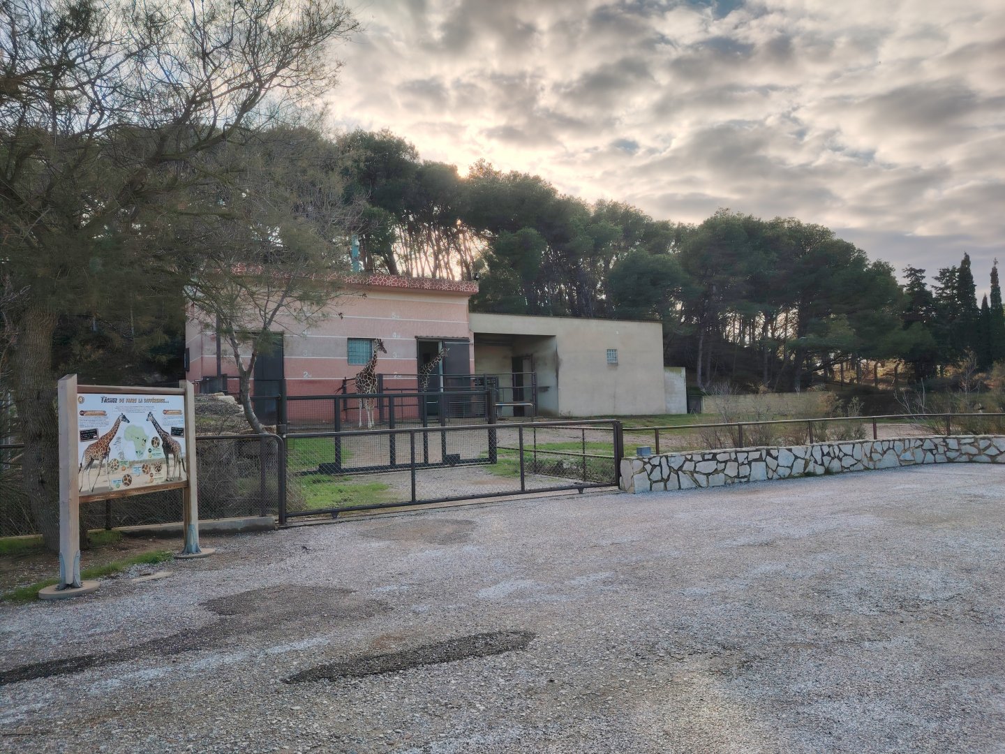 Reticulated Giraffe Exhibit