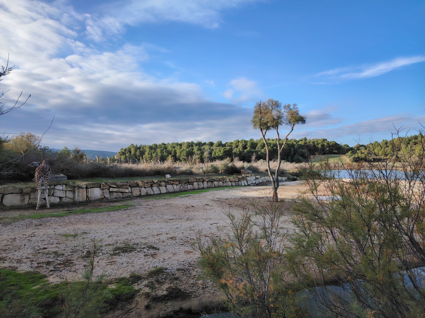 Reticulated Giraffe Exhibit