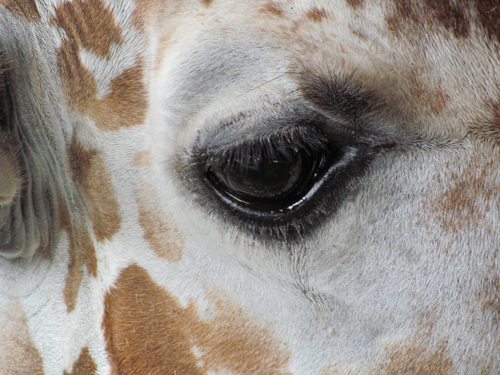 Reticulated Giraffe Eye