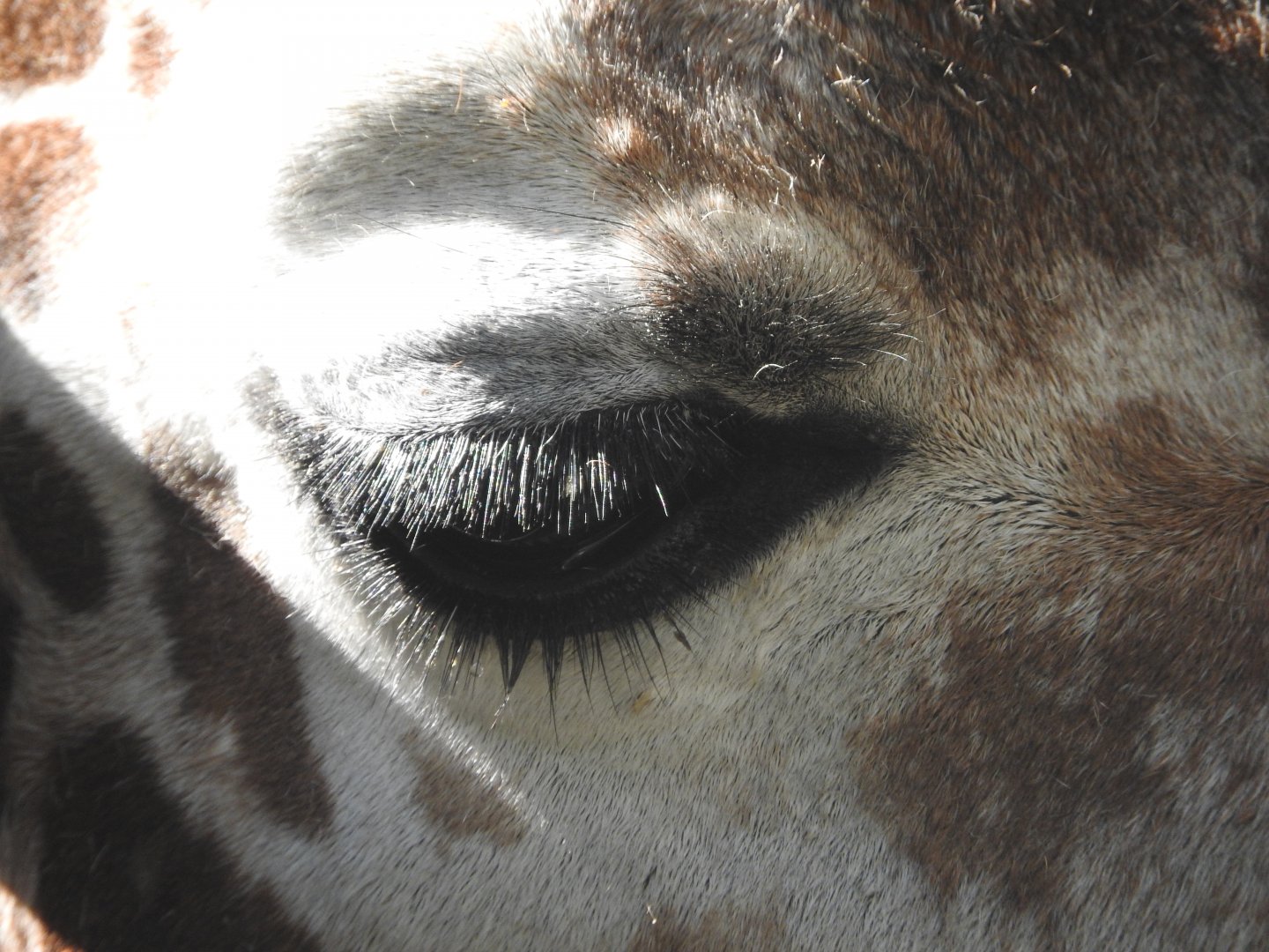 Reticulated Giraffe eye