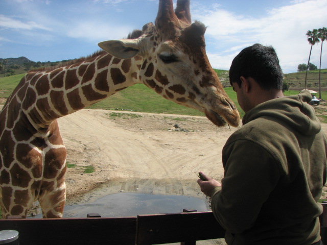 Reticulated giraffe feeding