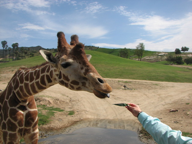 Reticulated giraffe feeding