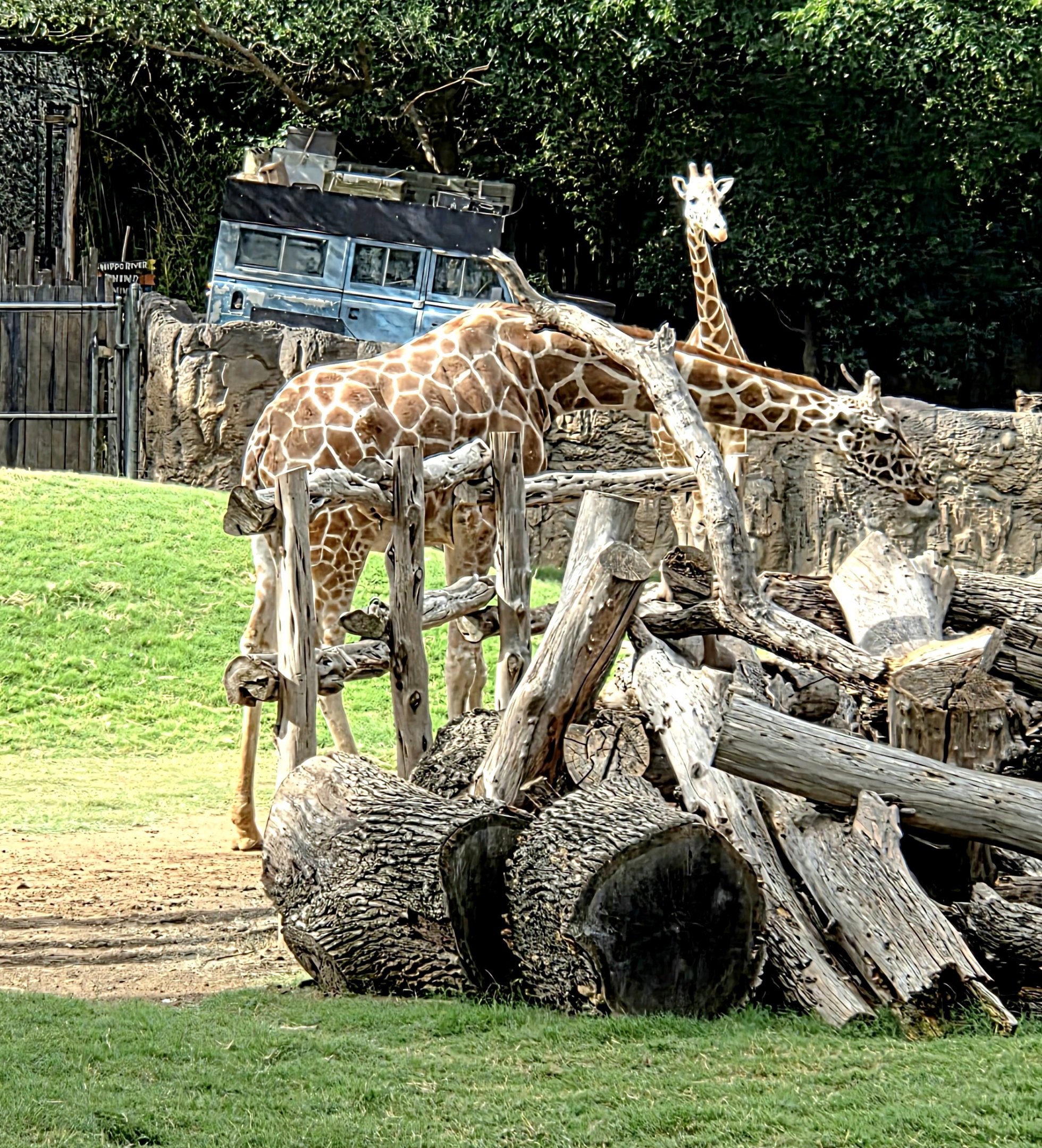 Reticulated Giraffe - Fort Worth Zoo
