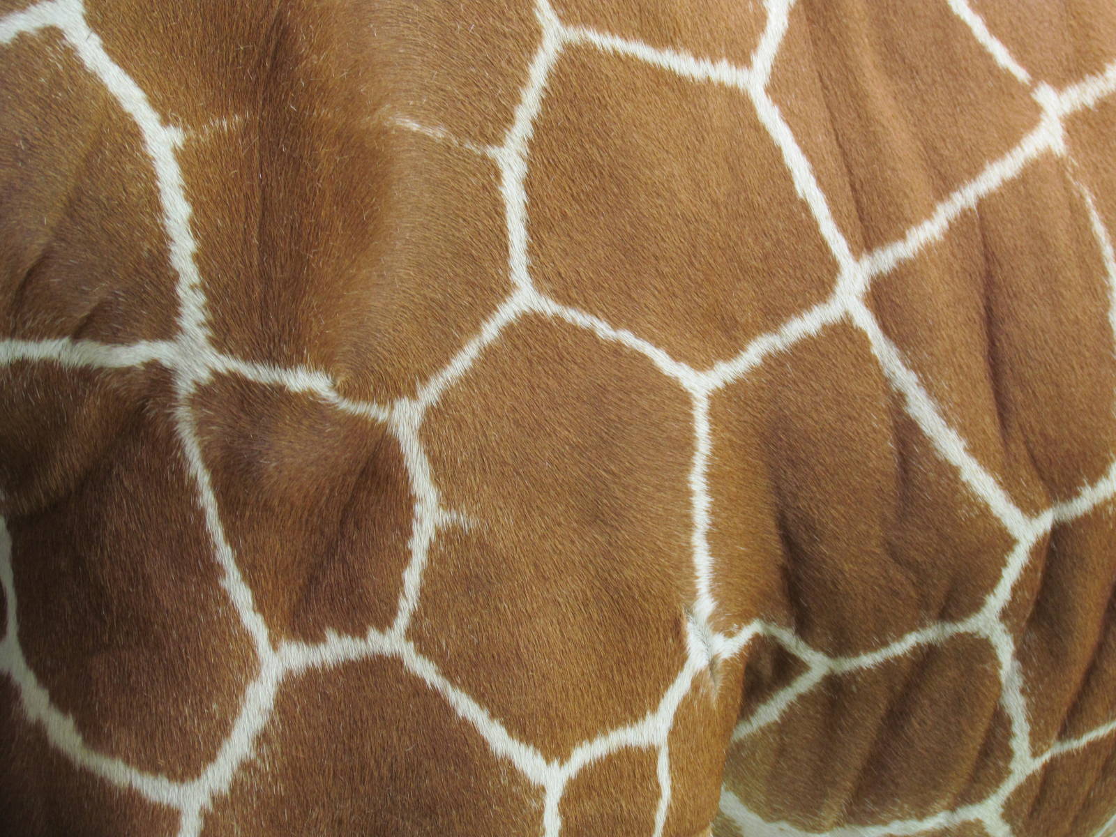 Reticulated Giraffe Fur