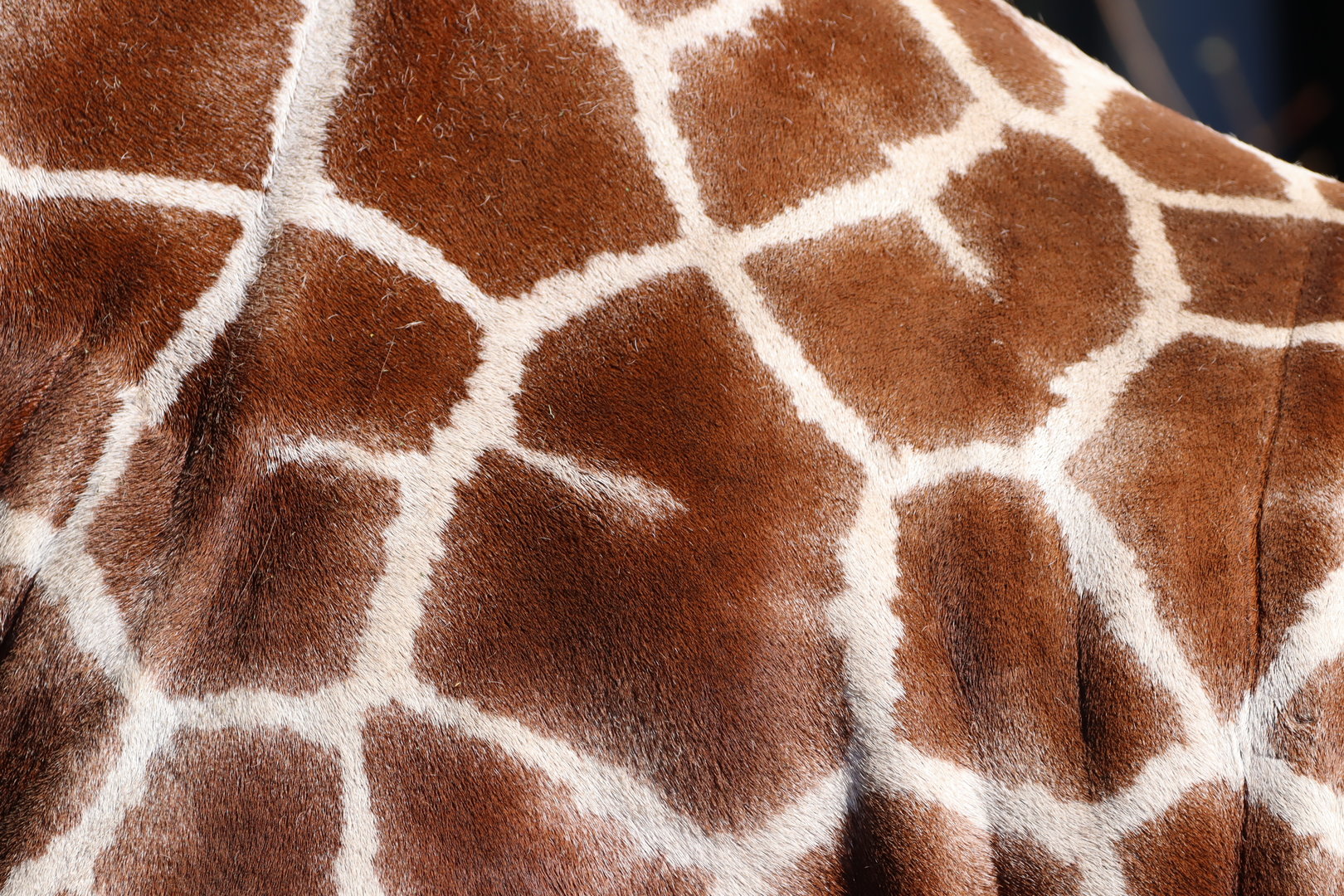 Reticulated Giraffe Fur