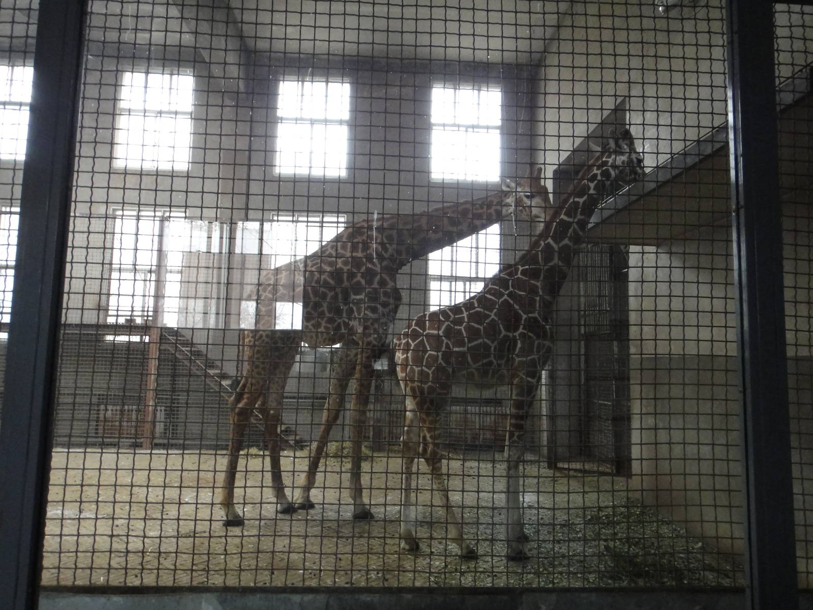 Reticulated giraffe(Giraffa camelopardalis reticulata) and South African gi