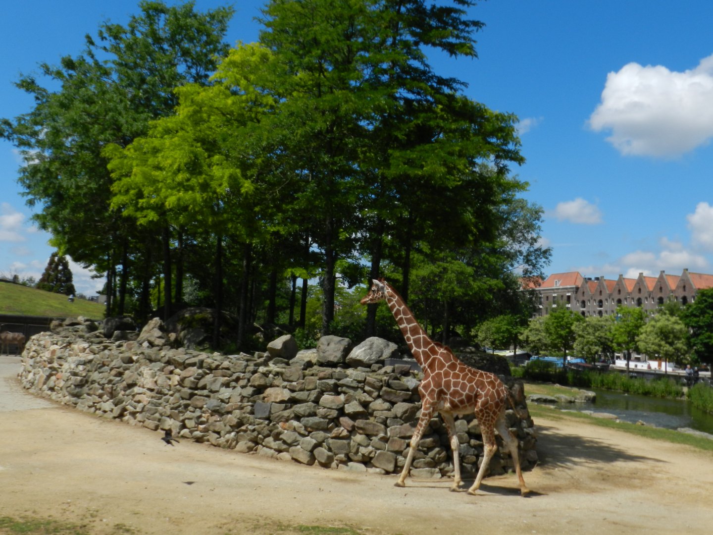 Reticulated Giraffe (Giraffa camelopardalis reticulata) at Artis Royal Zoo, The Netherlands