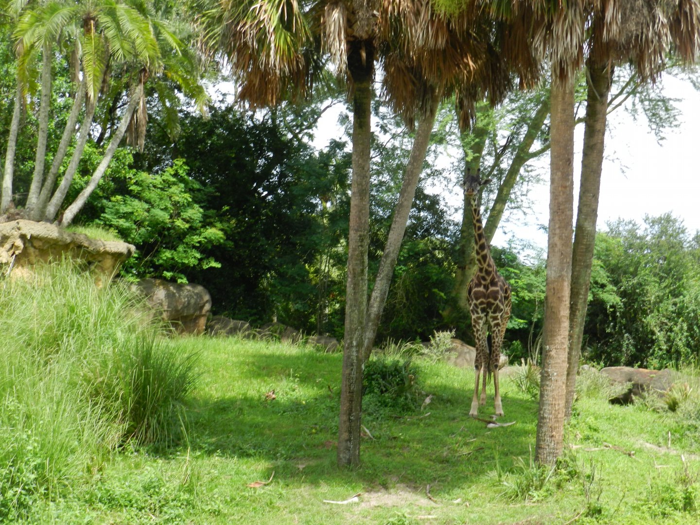 Reticulated Giraffe (Giraffa camelopardalis reticulata) at Disney's Animal Kingdom Park