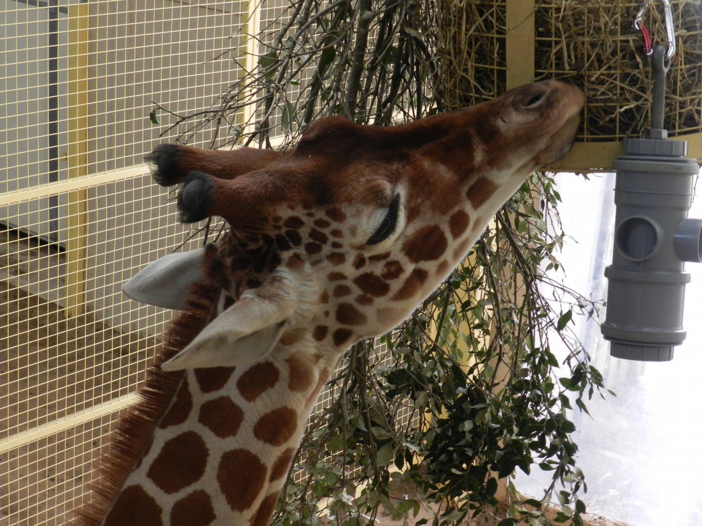 Reticulated Giraffe (Giraffa camelopardalis reticulata) at The Wild Place Project, England