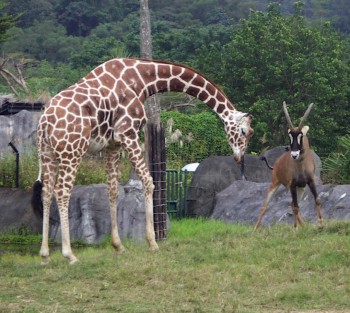 Reticulated Giraffe (Giraffa camelopardalis reticulata) want to fight with