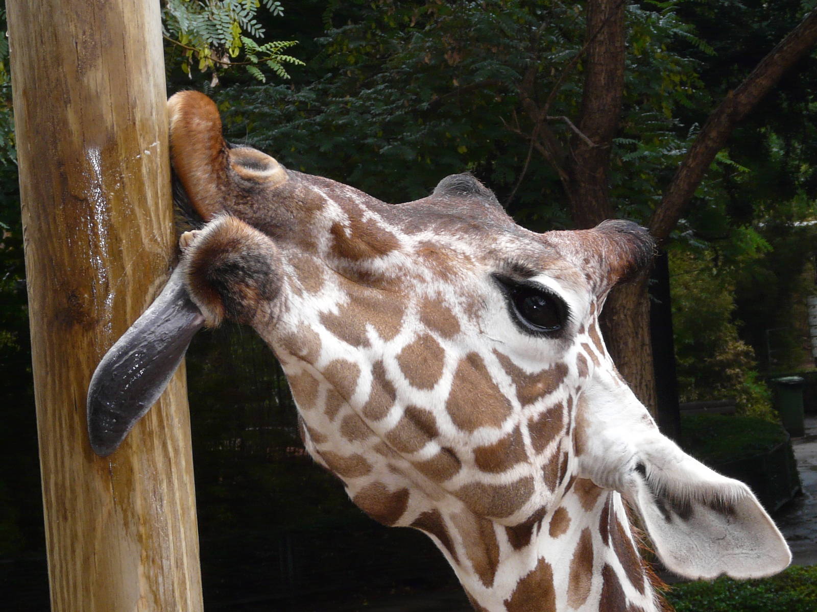 Reticulated giraffe/ Giraffa camelopardalis reticulata