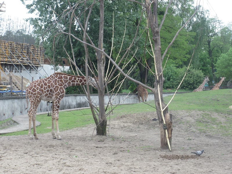 Reticulated giraffe (Giraffa camelopardalis reticulata)