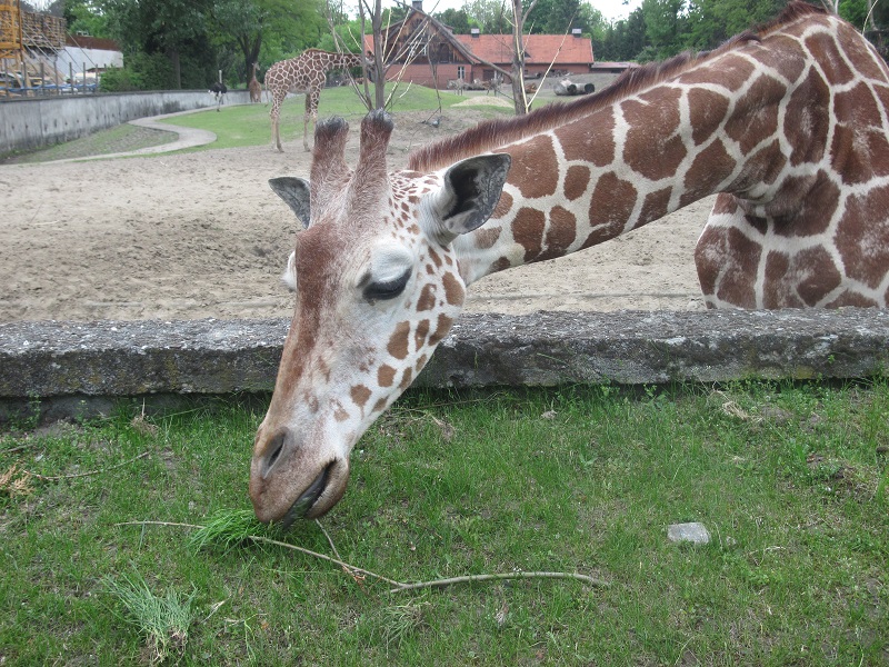 Reticulated giraffe (Giraffa camelopardalis reticulata)