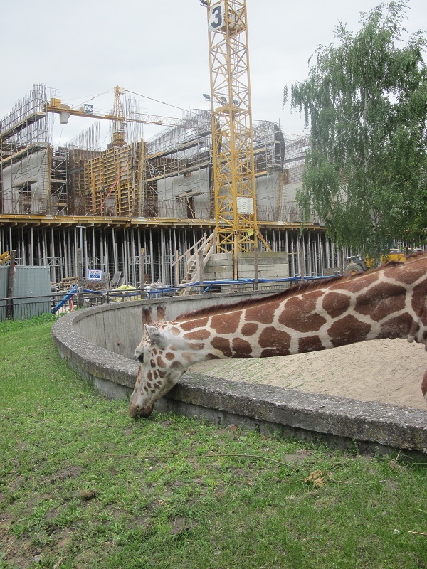 Reticulated giraffe (Giraffa camelopardalis reticulata)