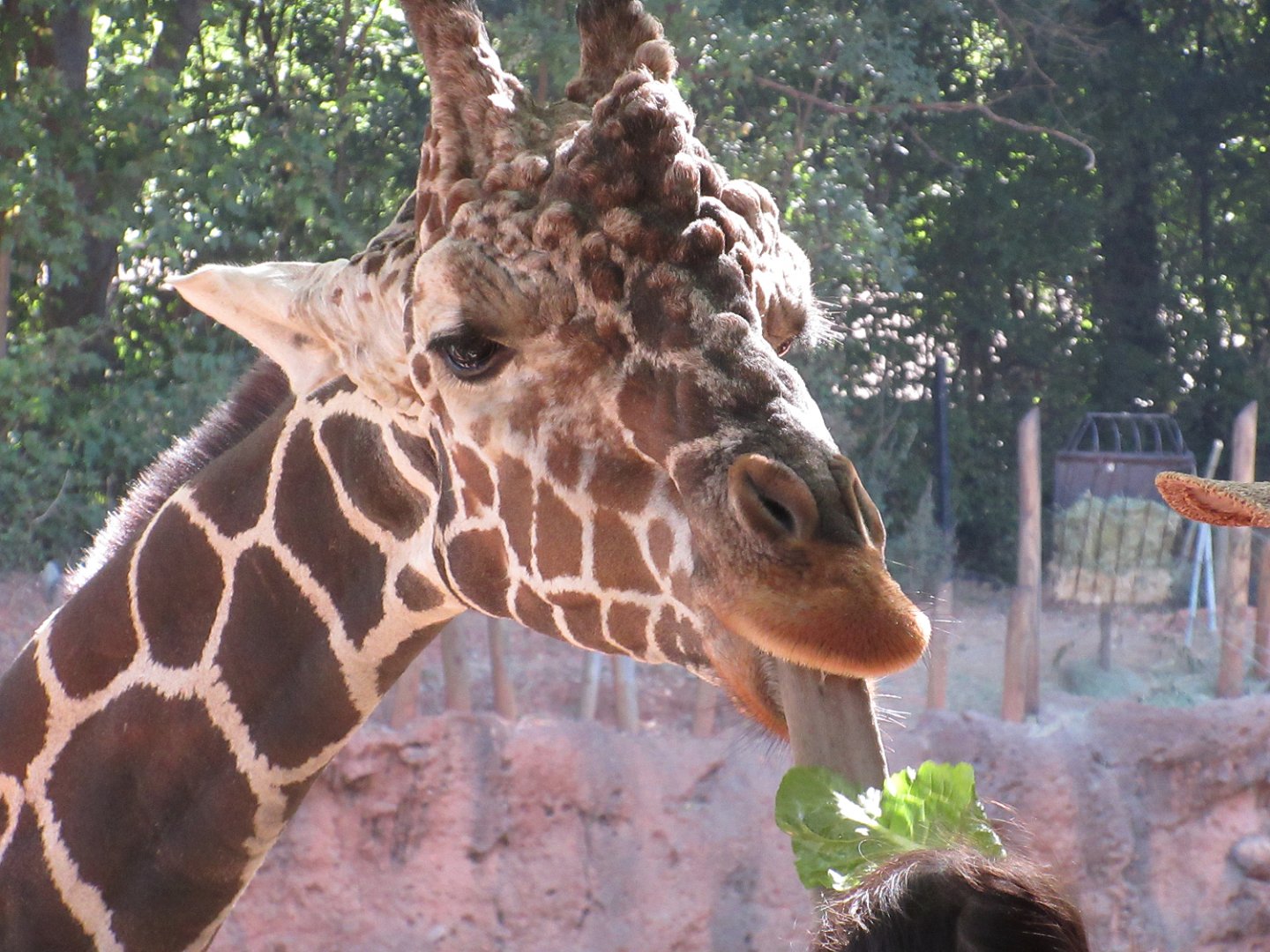 Reticulated Giraffe (Giraffa (camelopardalis) reticulata)