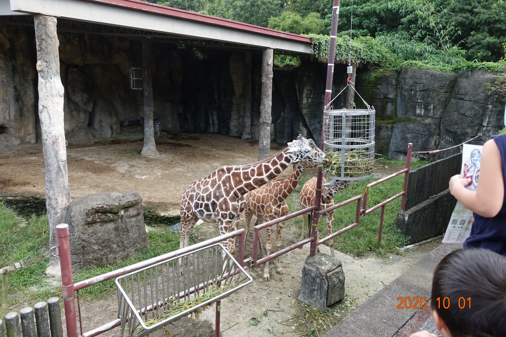 Reticulated Giraffe (Giraffa camelopardalis reticulata)