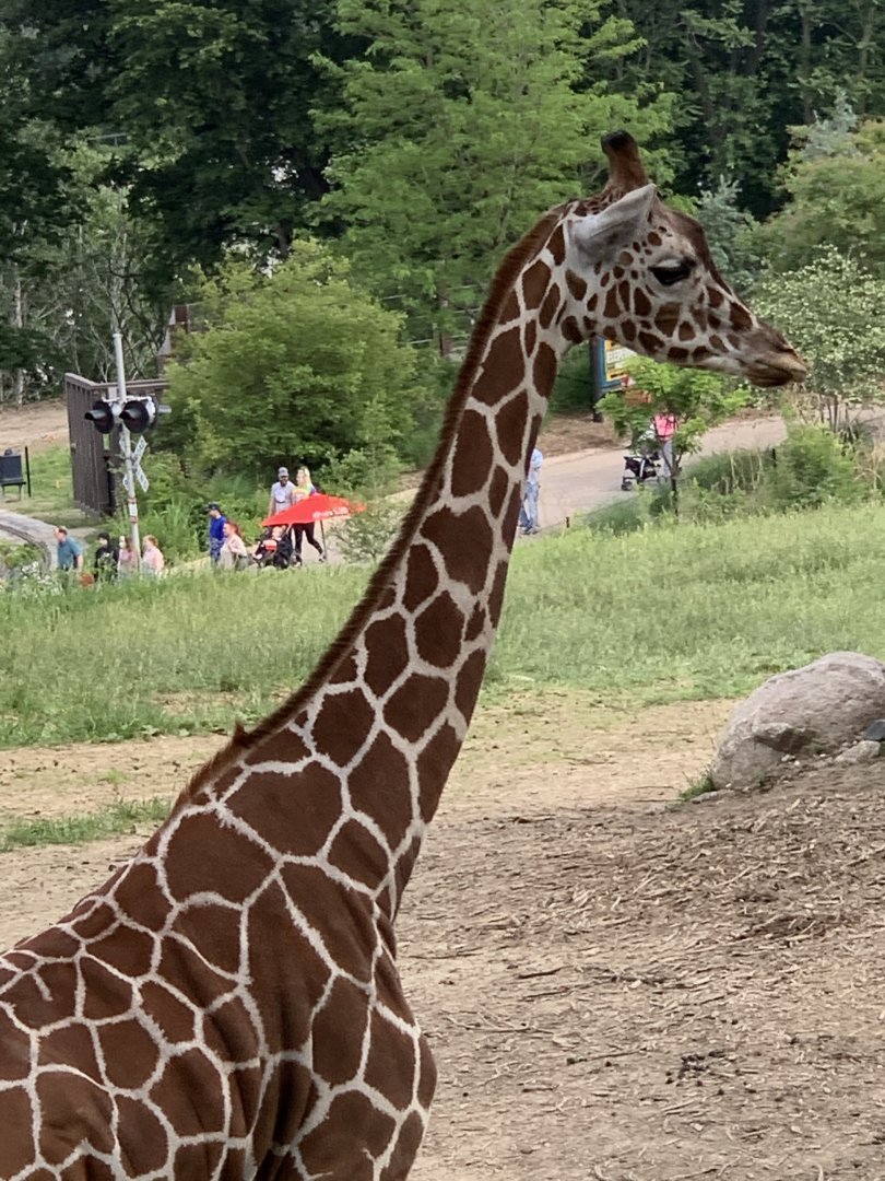 Reticulated Giraffe (Giraffa camelopardalis reticulata)