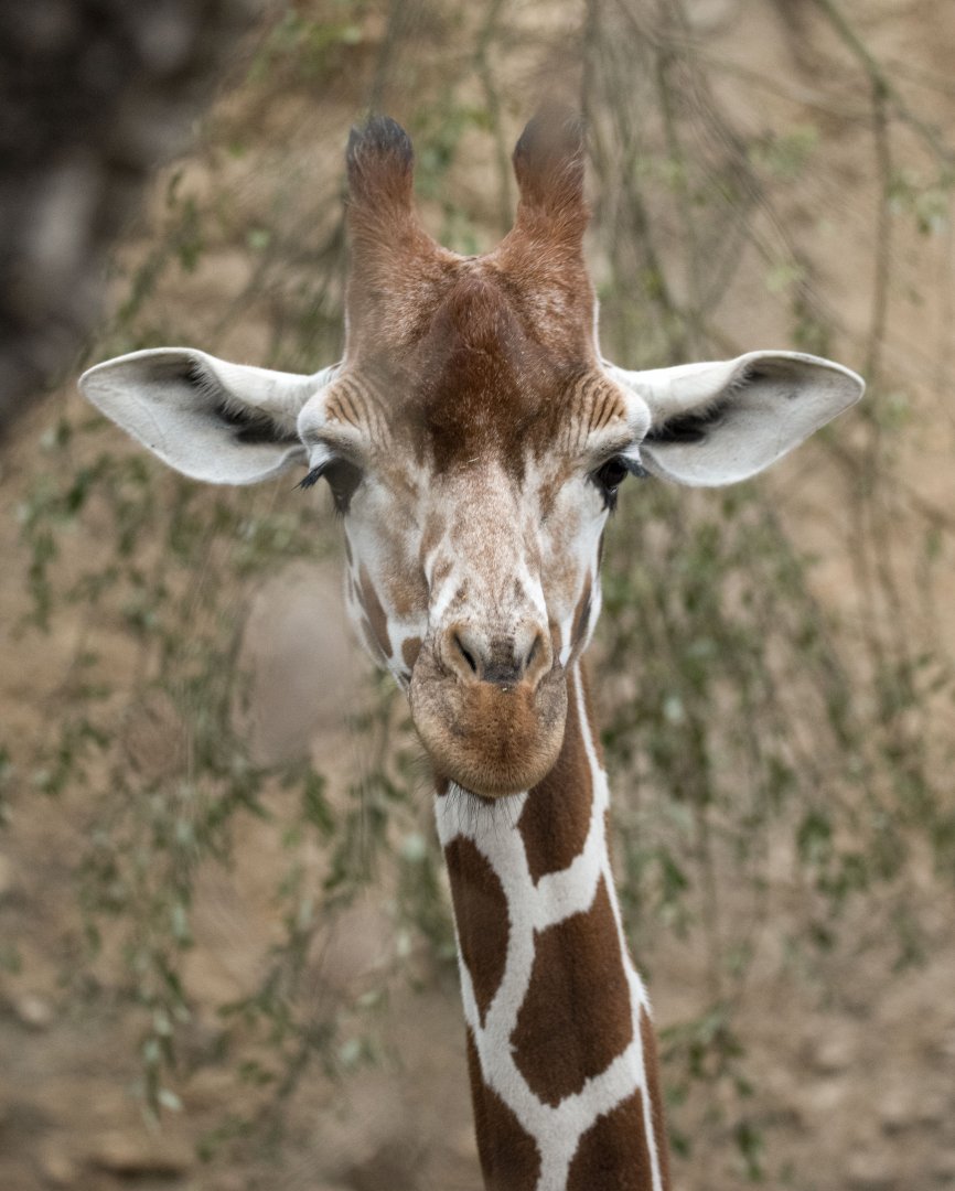 Reticulated giraffe (Giraffa camelopardalis reticulata)