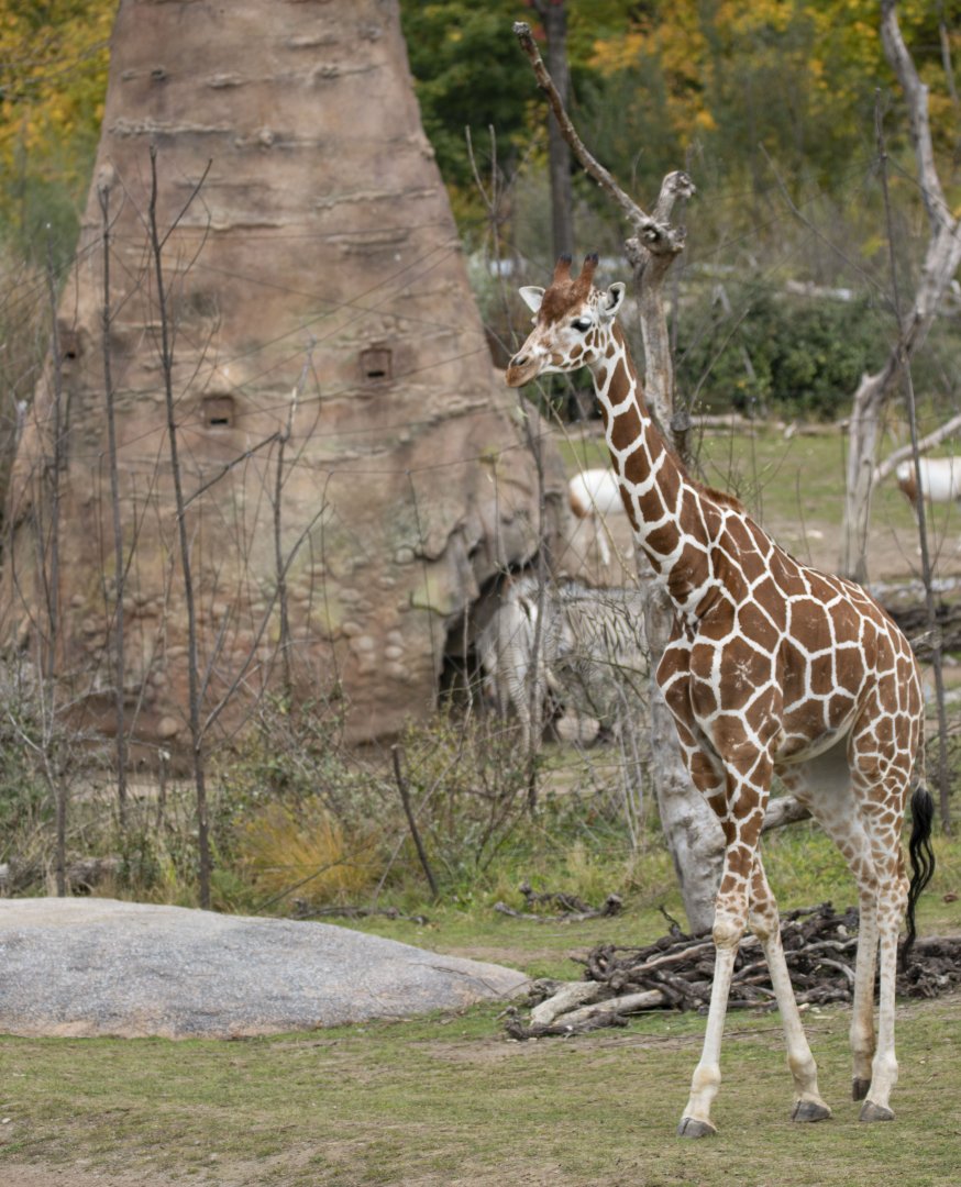 Reticulated giraffe (Giraffa camelopardalis reticulata)