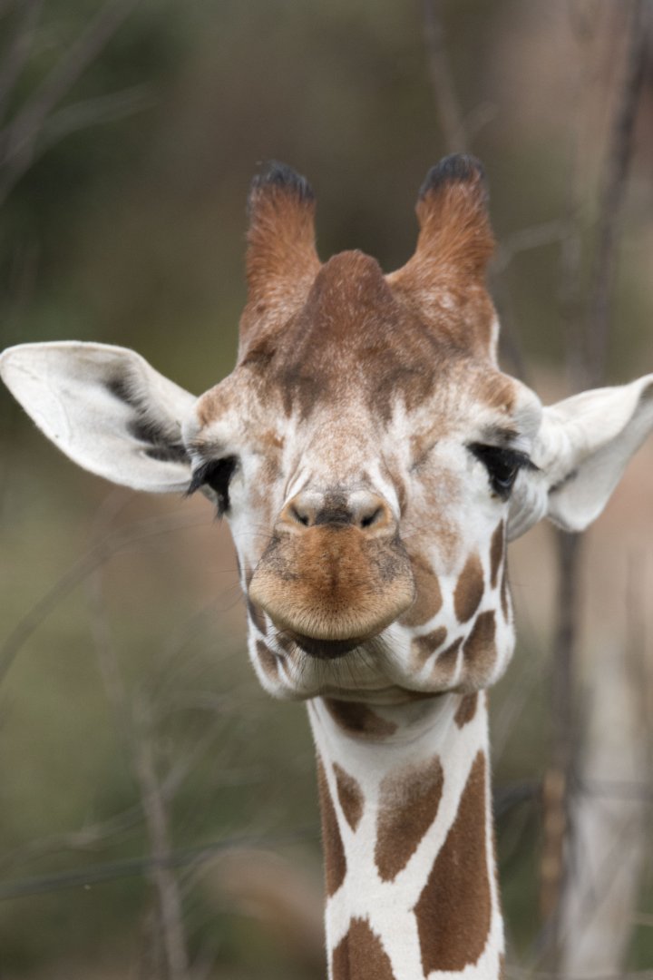 Reticulated giraffe (Giraffa camelopardalis reticulata)