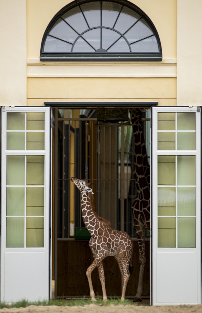 Reticulated giraffe (Giraffa camelopardalis reticulata)
