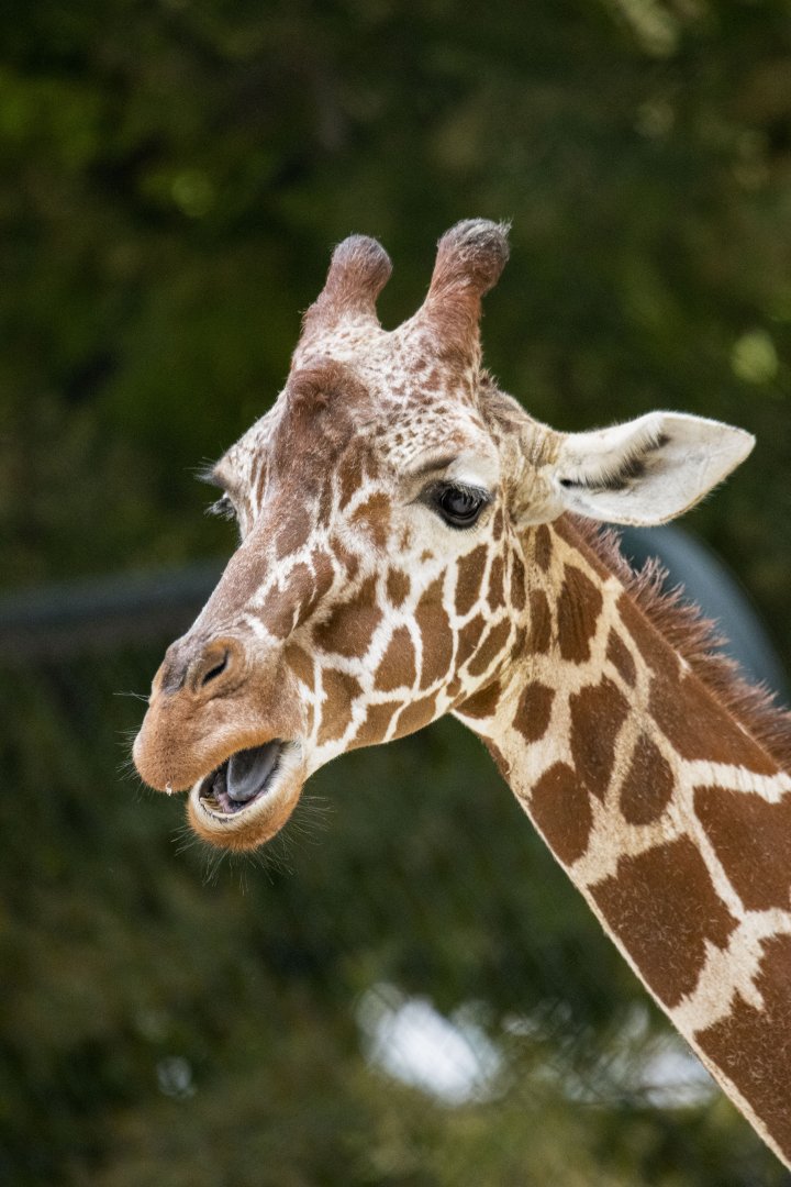 Reticulated giraffe (Giraffa camelopardalis reticulata)