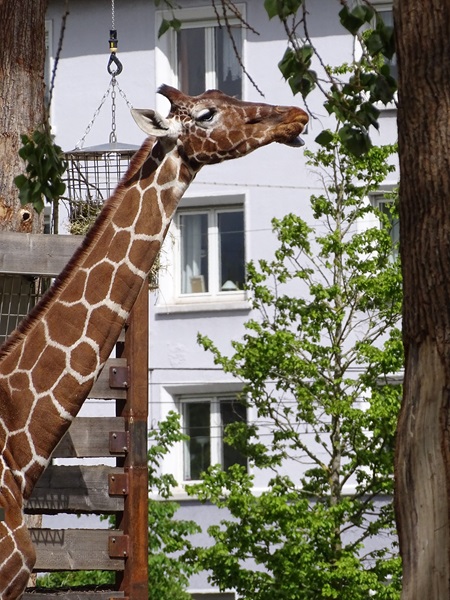 Reticulated giraffe (Giraffa camelopardalis reticulata)