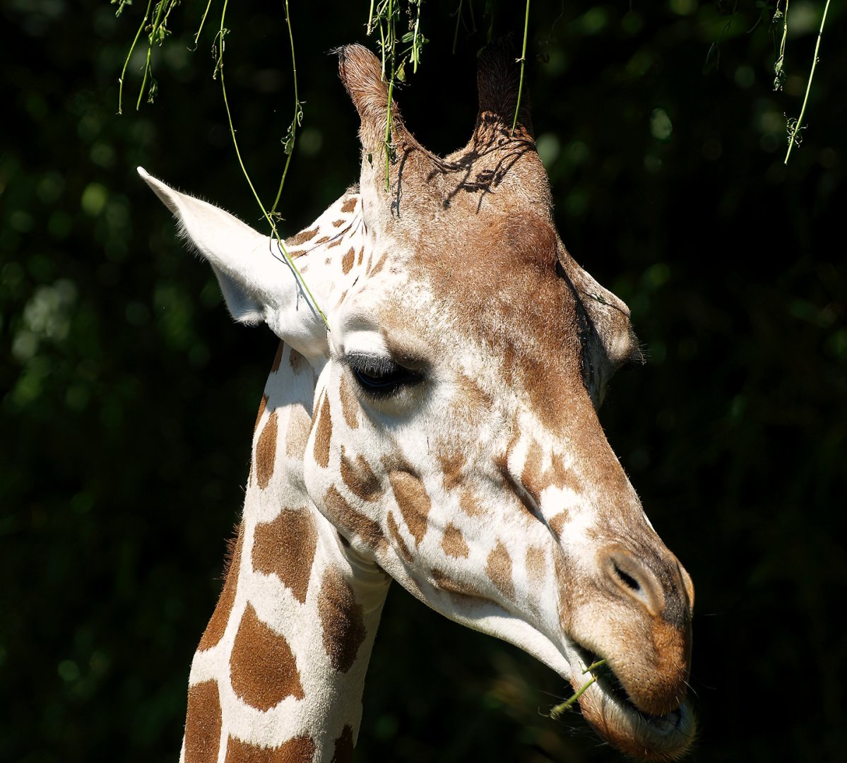 Reticulated giraffe (Giraffa reticulata), 2008-08-06
