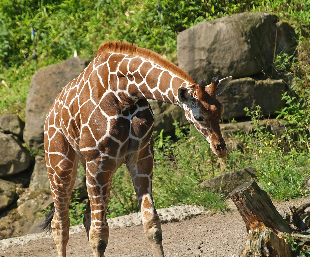 Reticulated giraffe (Giraffa reticulata), 2008-08-06