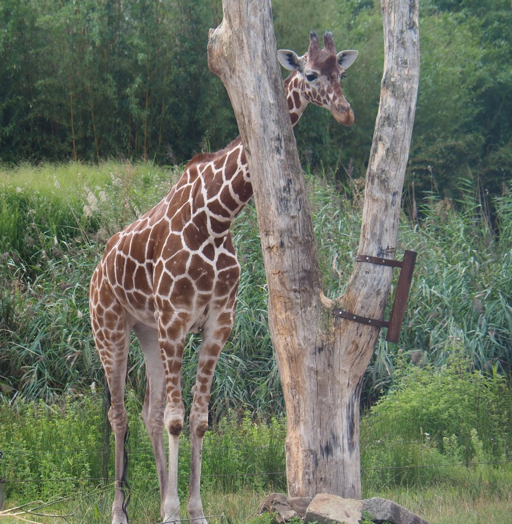 Reticulated giraffe (Giraffa reticulata), 2019-08-11